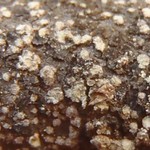 Rinodina stictica