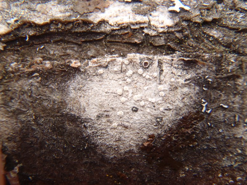 Rinodina stictica