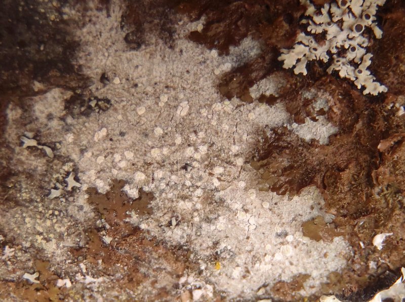 Rinodina stictica