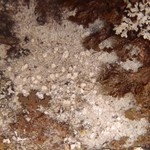 Rinodina stictica