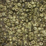 Rinodina tephraspis