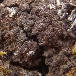 Rinodina terrestris