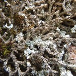 Rinodina turfacea
