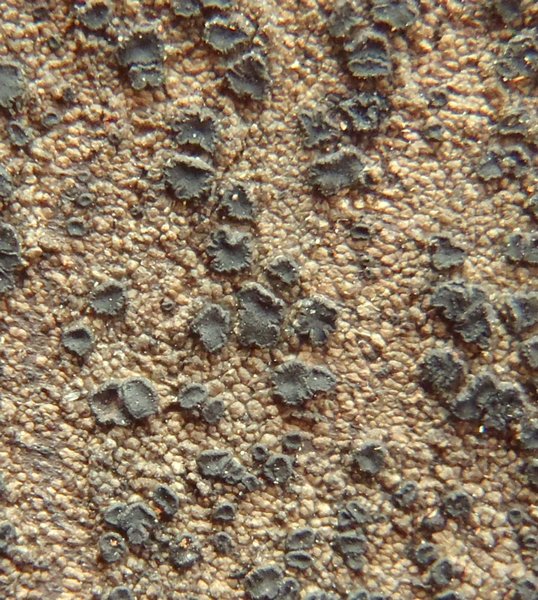 Ropalospora chlorantha