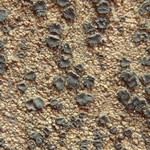 Ropalospora chlorantha