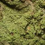 Ropalospora viridis