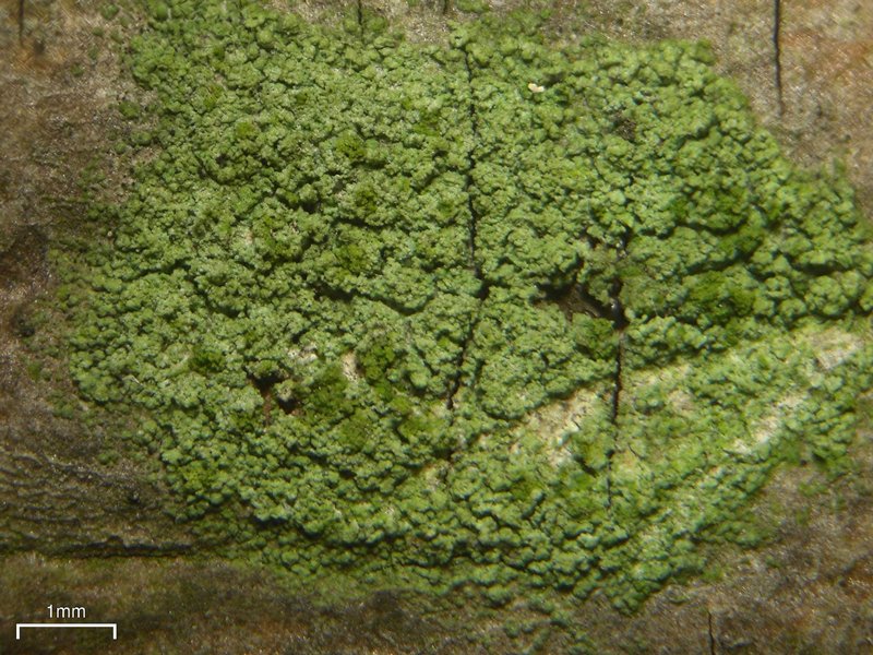 Ropalospora viridis
