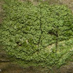 Ropalospora viridis