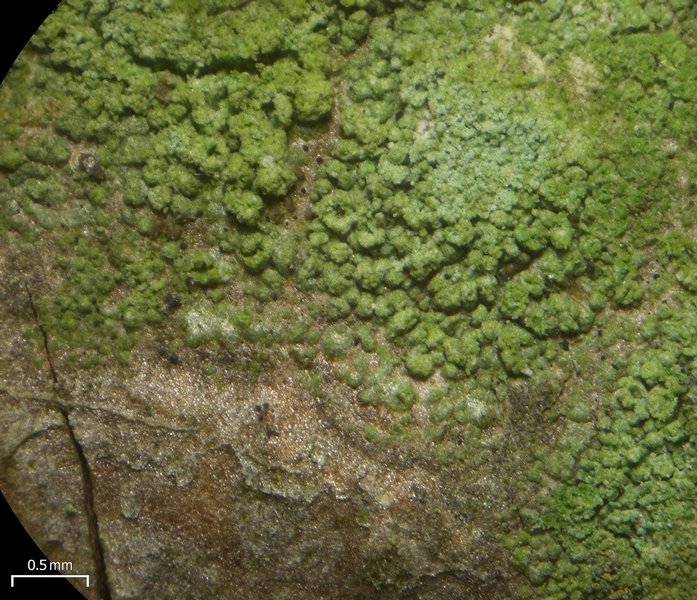 Ropalospora viridis