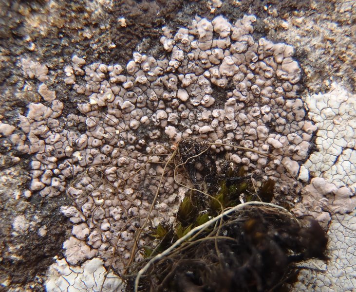 Sagediopsis aquatica