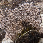 Sagediopsis aquatica
