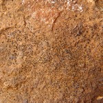 Sagiolechia protuberans