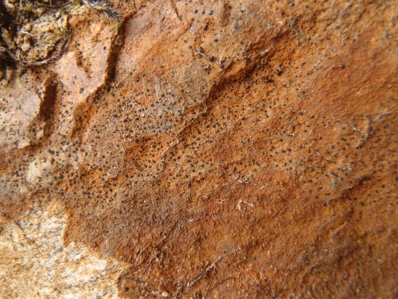 Sagiolechia protuberans