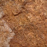 Sagiolechia protuberans