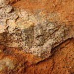 Sagiolechia protuberans