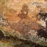 Sagiolechia protuberans