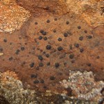 Sagiolechia protuberans