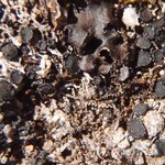 Sagiolechia rhexoblephara
