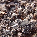 Sagiolechia rhexoblephara