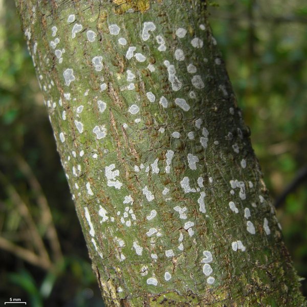 Sarcographa labyrinthica