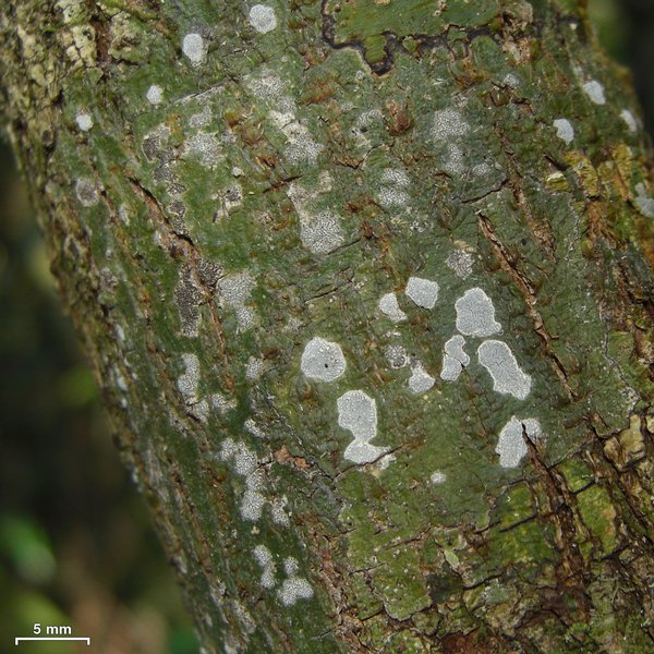 Sarcographa labyrinthica