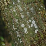 Sarcographa labyrinthica