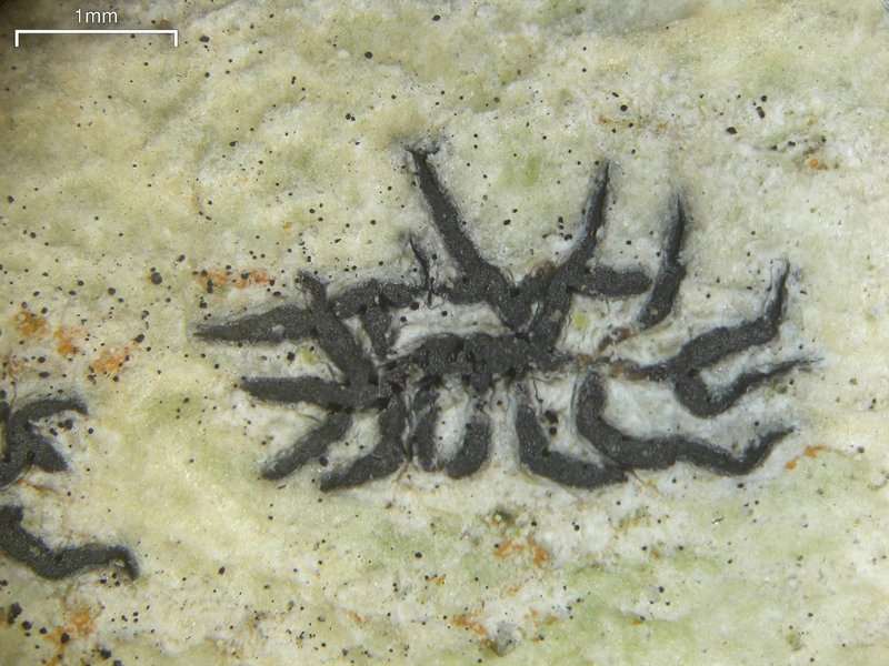 Sarcographa tricosa