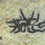 Sarcographa tricosa