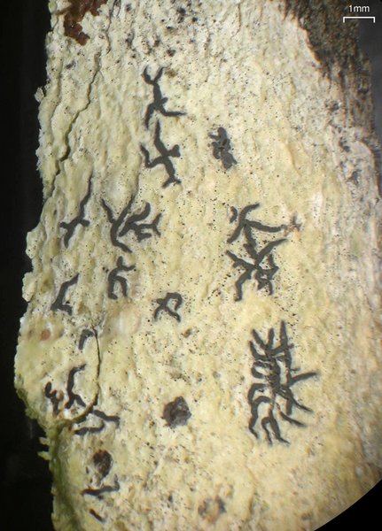 Sarcographa tricosa