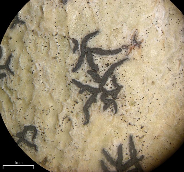 Sarcographa tricosa