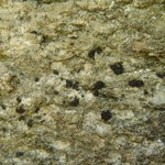 Sarcogyne clavus