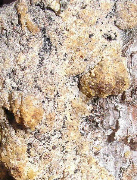 Sarea difformis