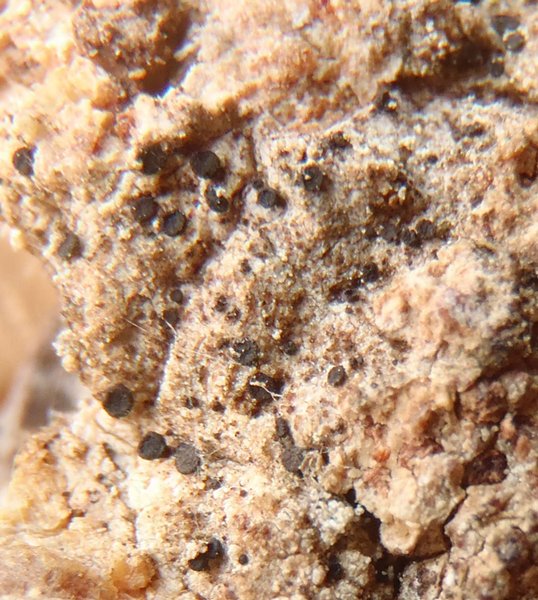 Sarea difformis