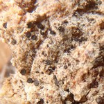 Sarea difformis