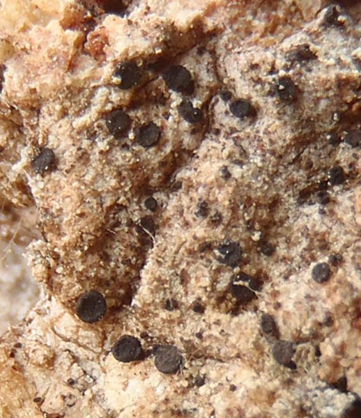 Sarea difformis