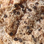 Sarea difformis
