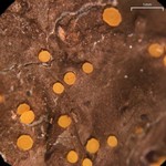 Sarea resinae