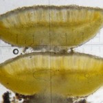 Sarea resinae