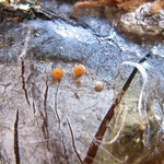 Sarea resinae