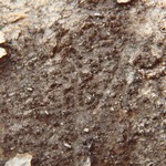 Schaereria corticola