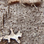 Schaereria corticola