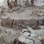 Schaereria corticola