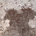 Schaereria corticola