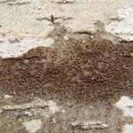 Schaereria corticola