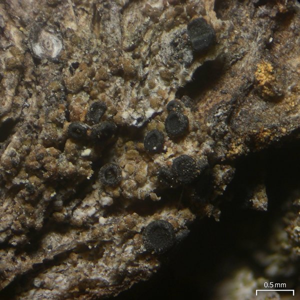 Schaereria dolodes