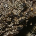 Schaereria dolodes