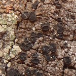 Schaereria dolodes