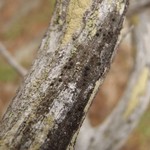 Schaereria dolodes