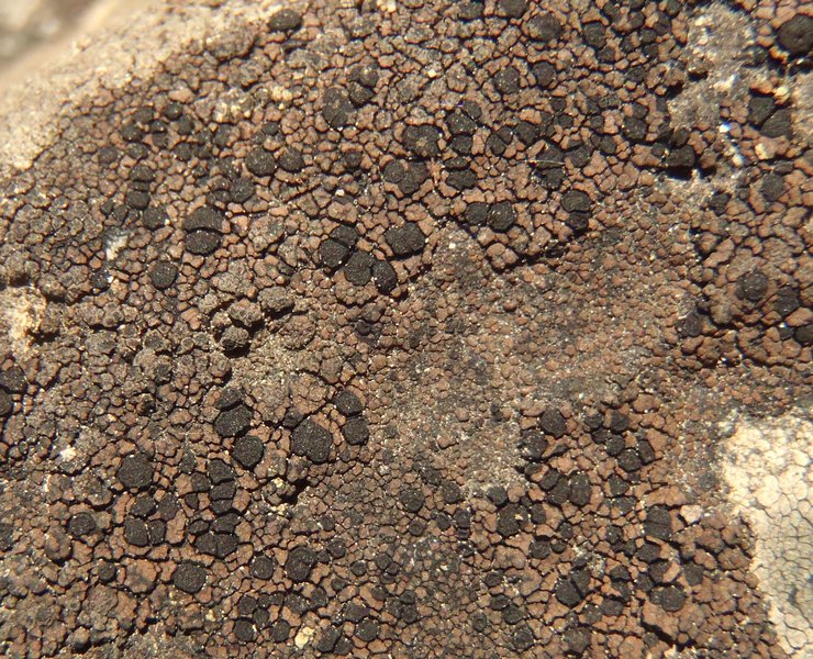 Schaereria fuscocinerea