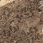 Schaereria fuscocinerea